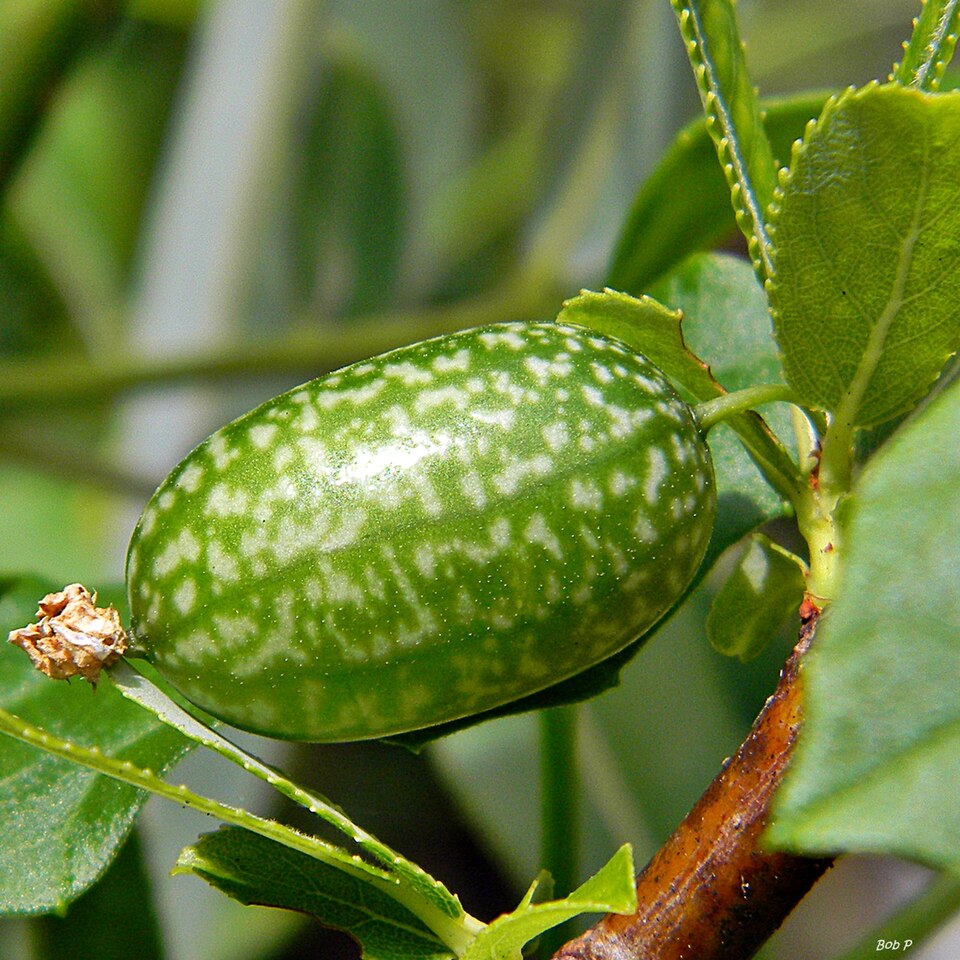 Melothria pendula (creeping cucumber) (alternate view 7)