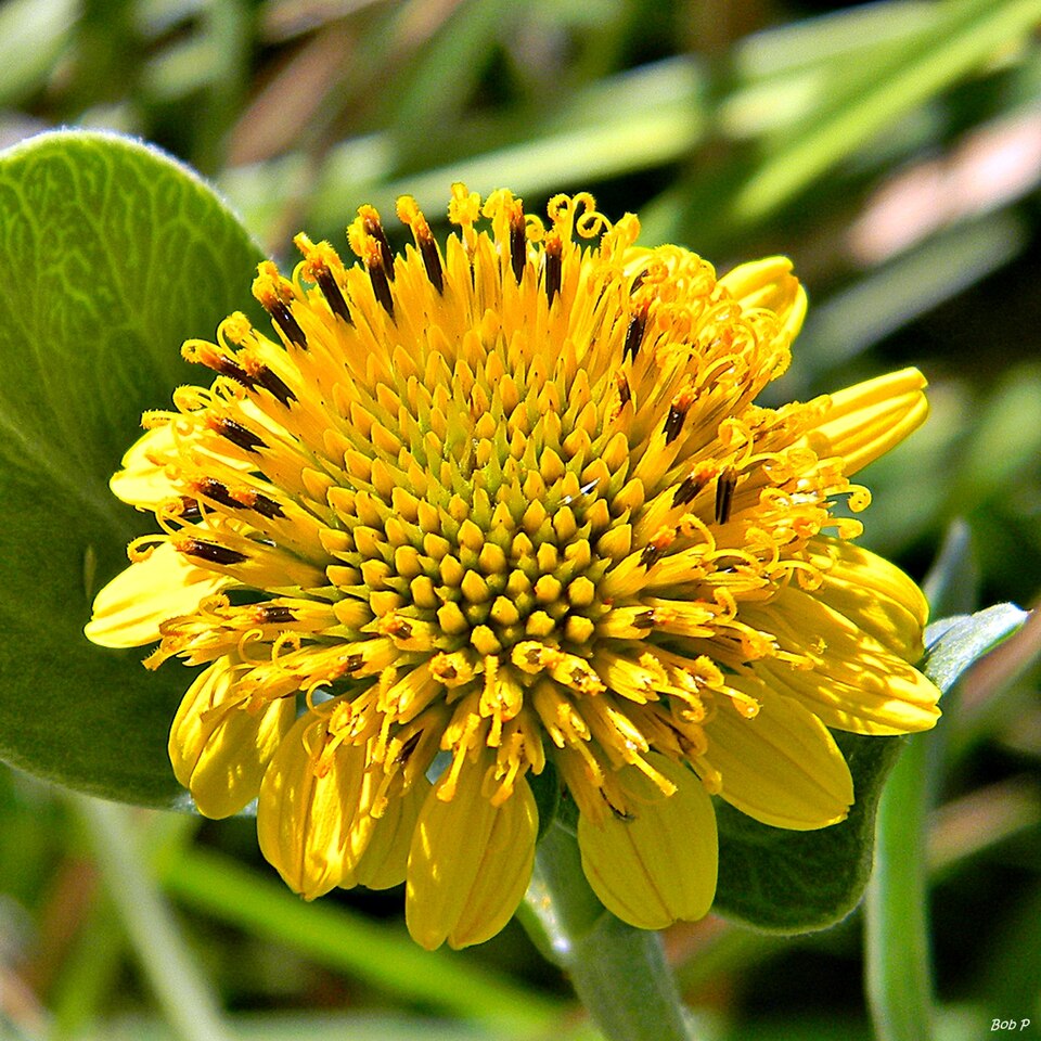 Borrichia frutescens (sea ox-eye) (alternate view 7)