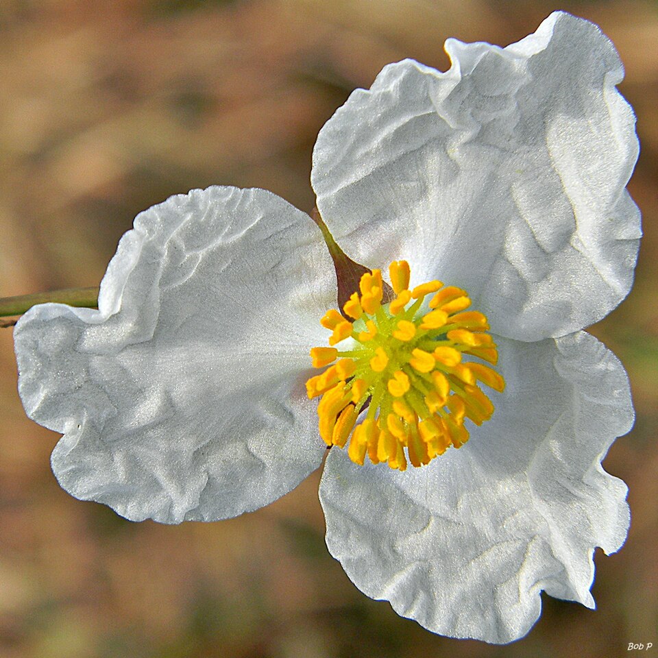 Sagittaria lancifolia (lanceleaf arrowhead) (alternate view 10)