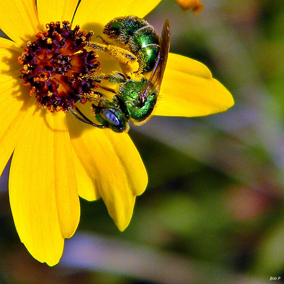 Coreopsis leavenworthii (Leavenworth's Tickseed) (alternate view 5)
