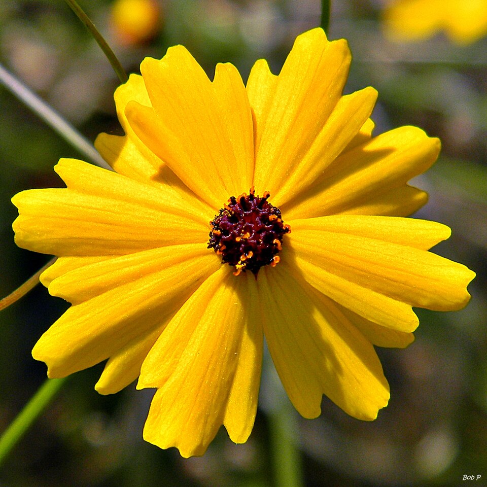 Coreopsis leavenworthii (Leavenworth's Tickseed) (alternate view 6)