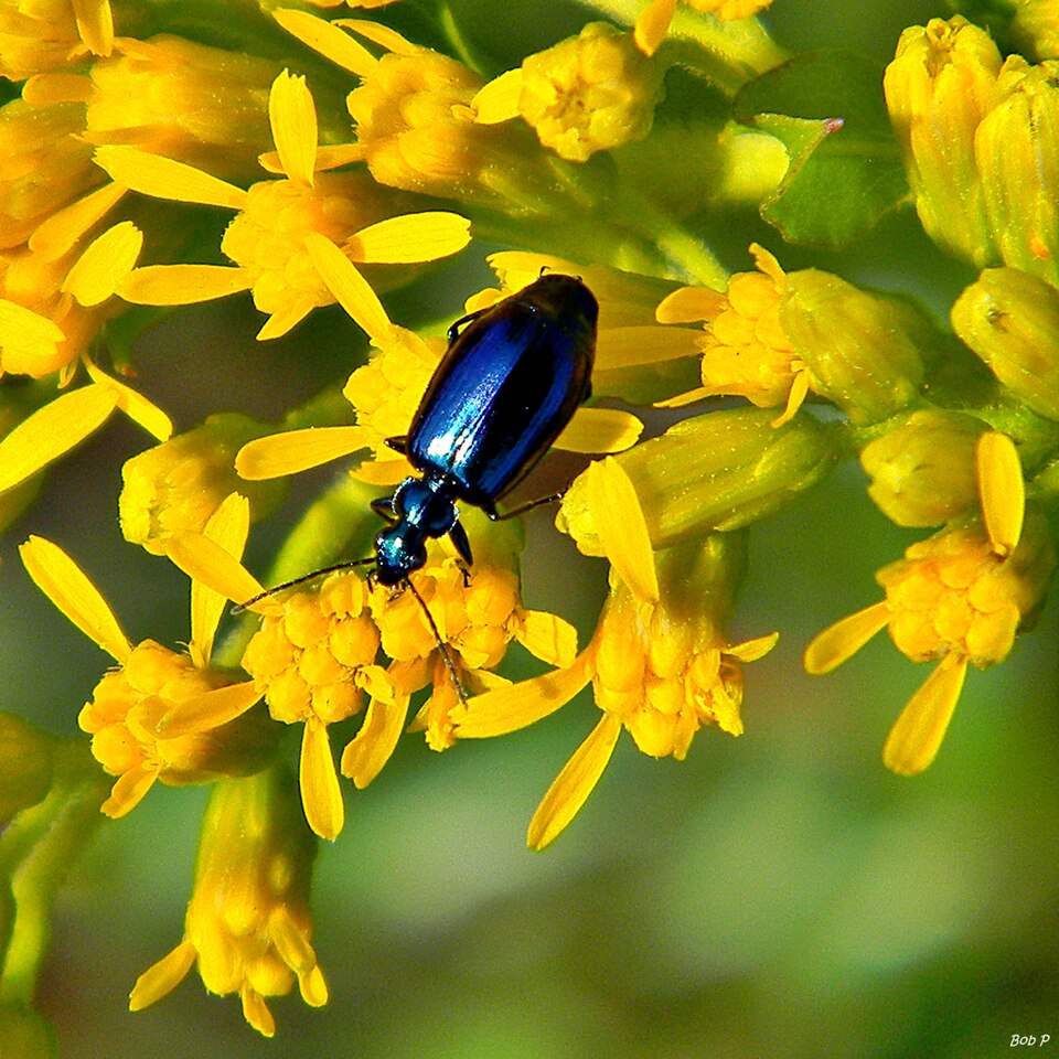 Euthamia caroliniana (slender goldentop) (alternate view 7)