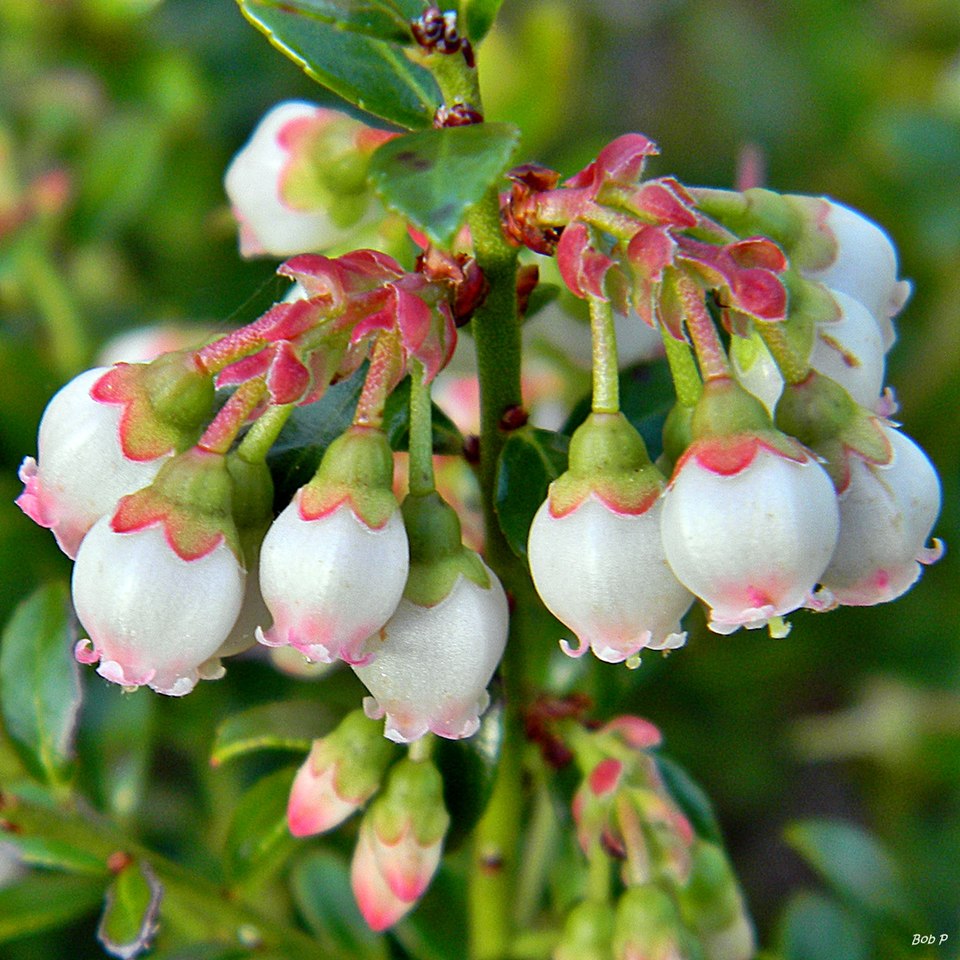 Vaccinium myrsinites (Shiny blueberry) (alternate view 9)