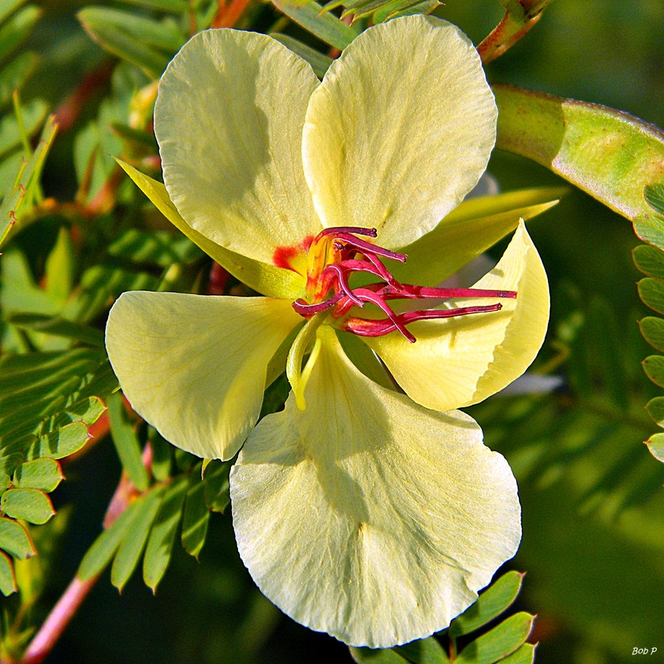 Chamaecrista fasciculata (partridge pea)