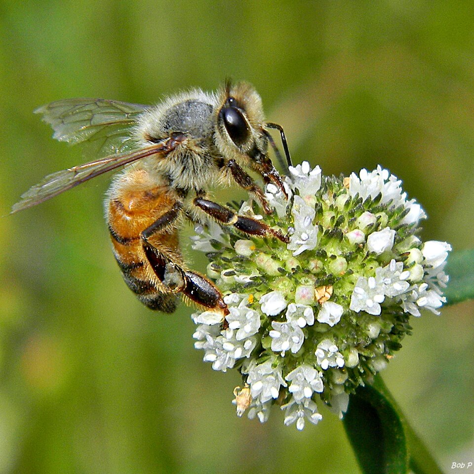 Spermacoce verticillata (shrubby false buttonweed)