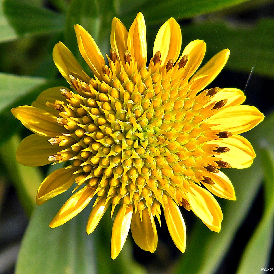 Borrichia frutescens (sea ox-eye) (alternate view 8)