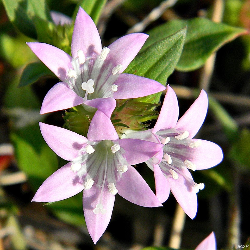 Richardia grandiflora (largeflower Mexican clover) (alternate view 8)