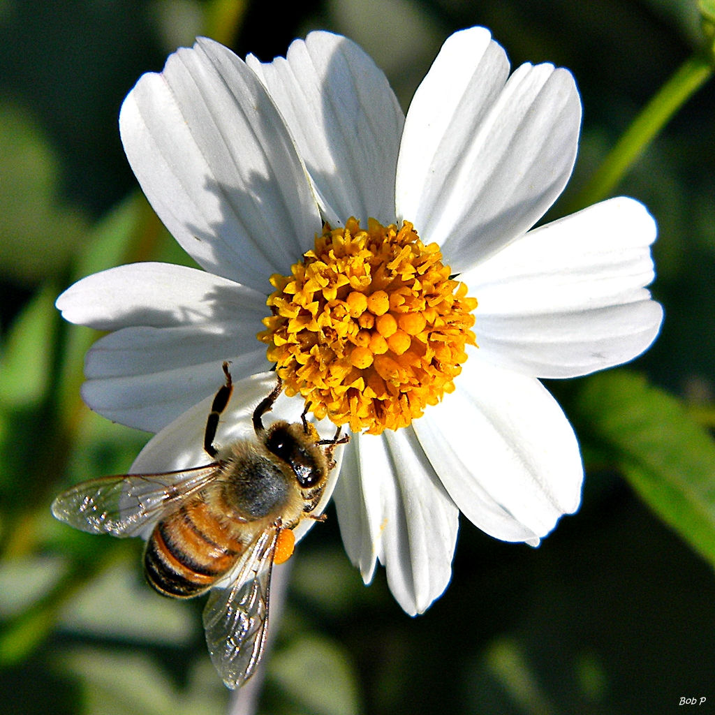 Bidens alba (Spanish Needles)