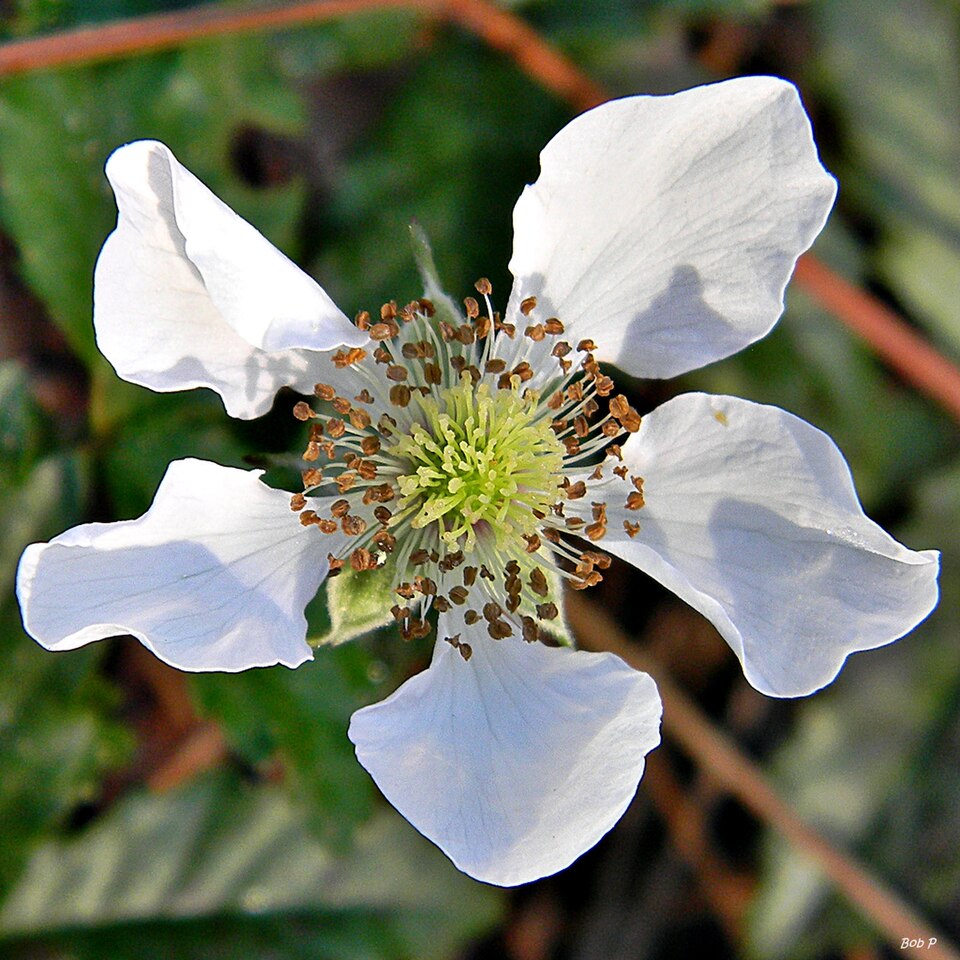 Rubus trivialis (southern dewberry)