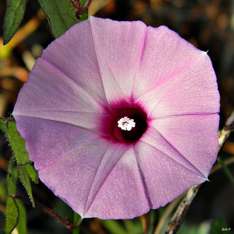 Ipomoea cordatotriloba (Tievine)