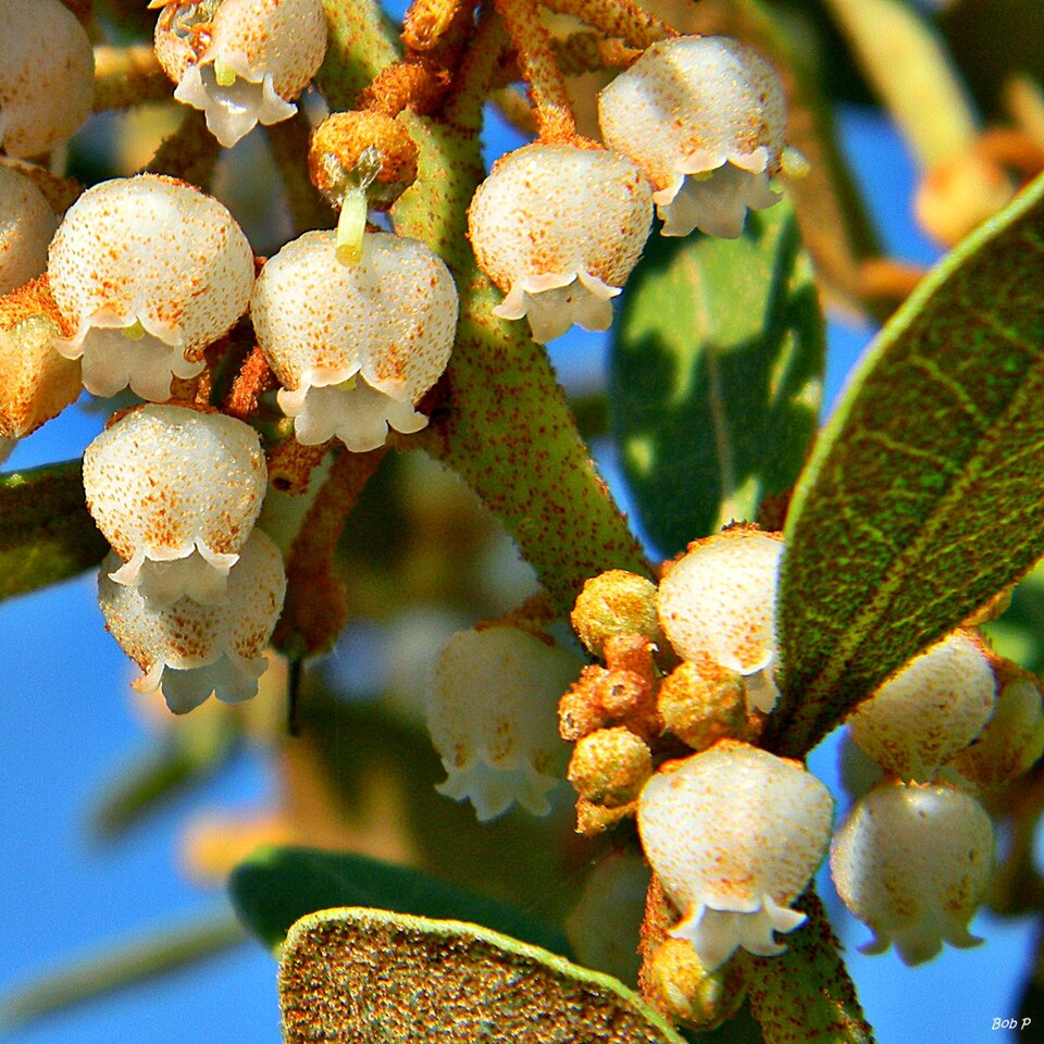 Lyonia fruticosa (coastal plain staggerbush)