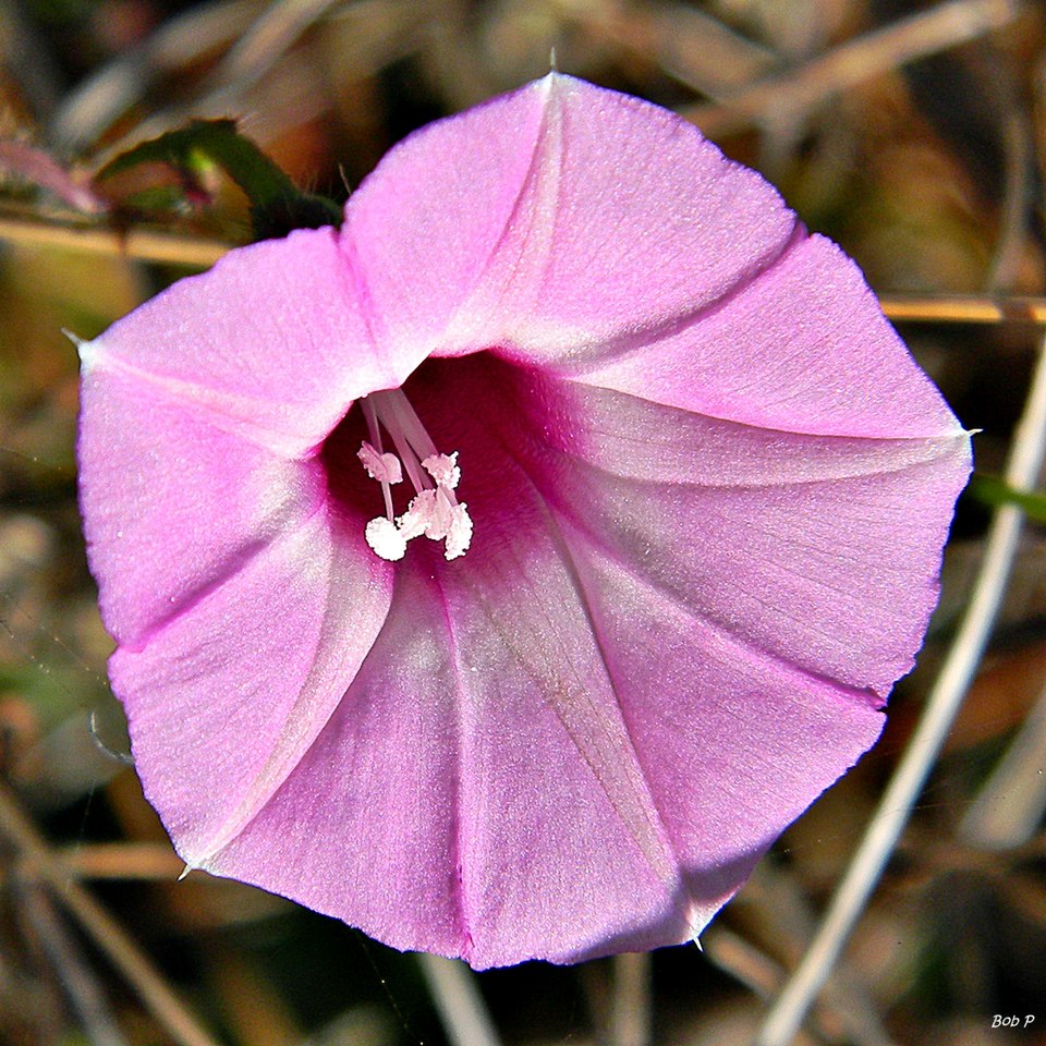 Ipomoea cordatotriloba (Tievine)