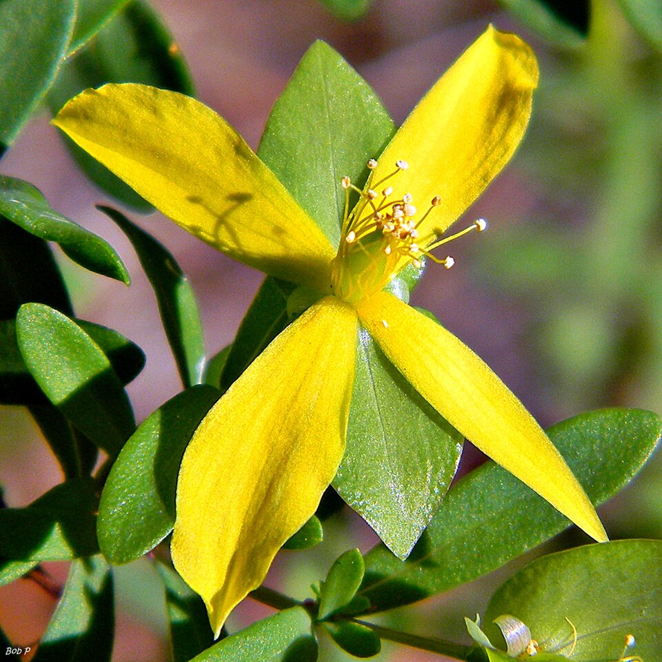 Hypericum hypericoides (St. Andrew's cross) (alternate view 7)