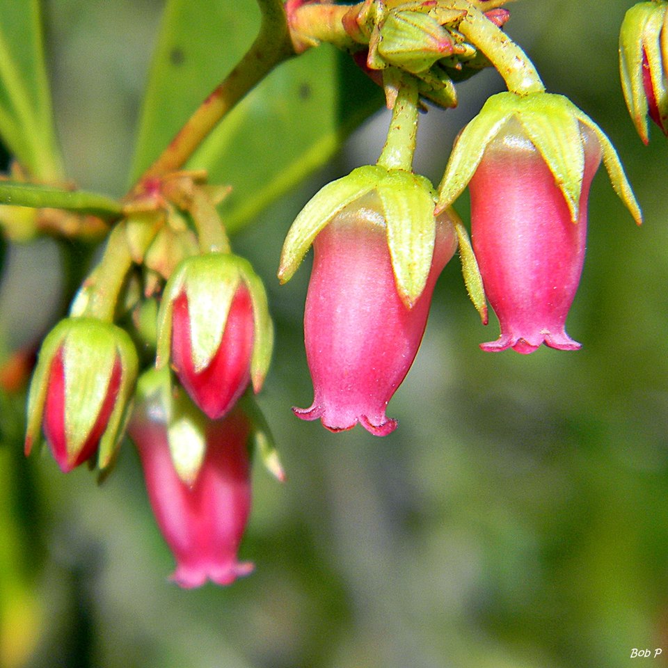 Lyonia lucida (fetterbush lyonia) (alternate view 9)