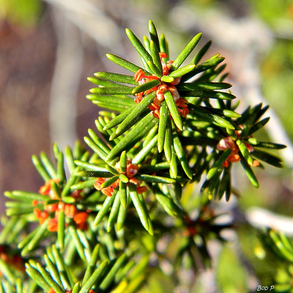 Ceratiola ericoides (Florida rosemary) (alternate view 10)