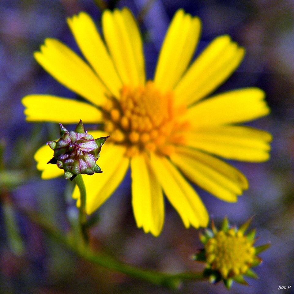 Balduina angustifolia (coastal plain honeycombhead) (alternate view 6)