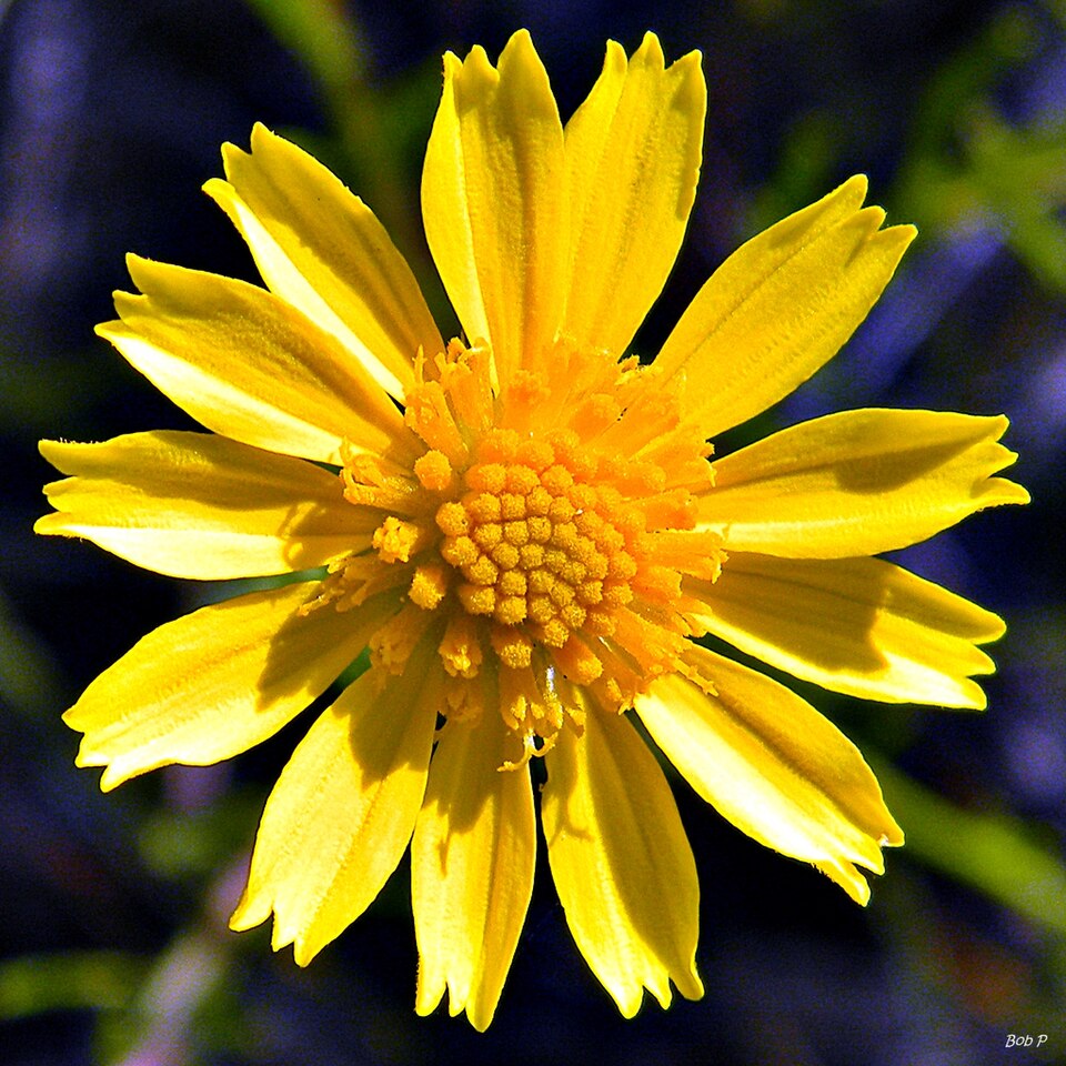 Balduina angustifolia (coastal plain honeycombhead) (alternate view 7)