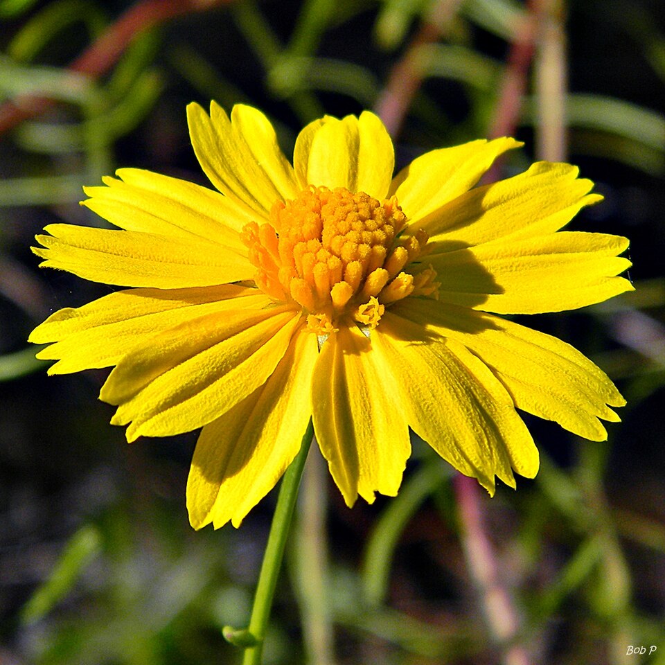 Balduina angustifolia (coastal plain honeycombhead) (alternate view 8)