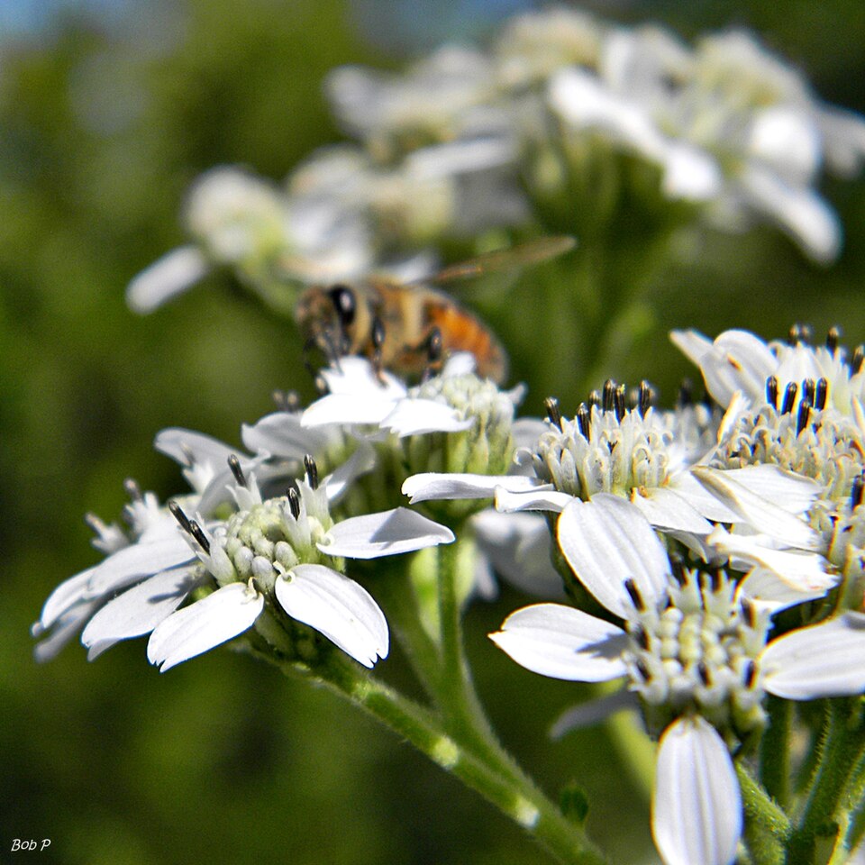 Verbesina virginica (frostweed)