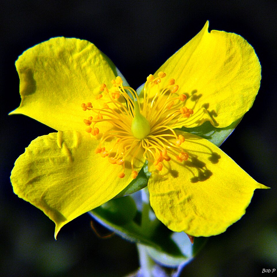 Hypericum tetrapetalum (fourpetal St. Johnswort) (alternate view 7)