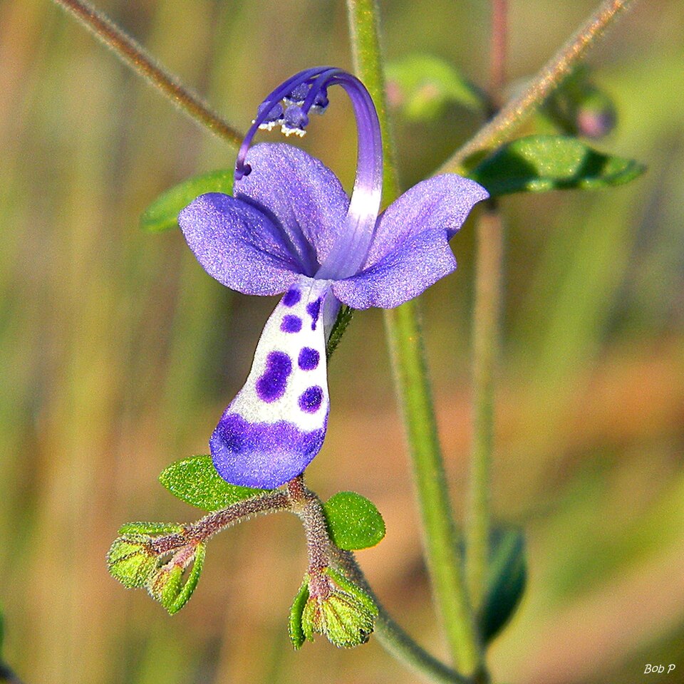 Trichostema dichotomum (Blue Curls) (alternate view 10)