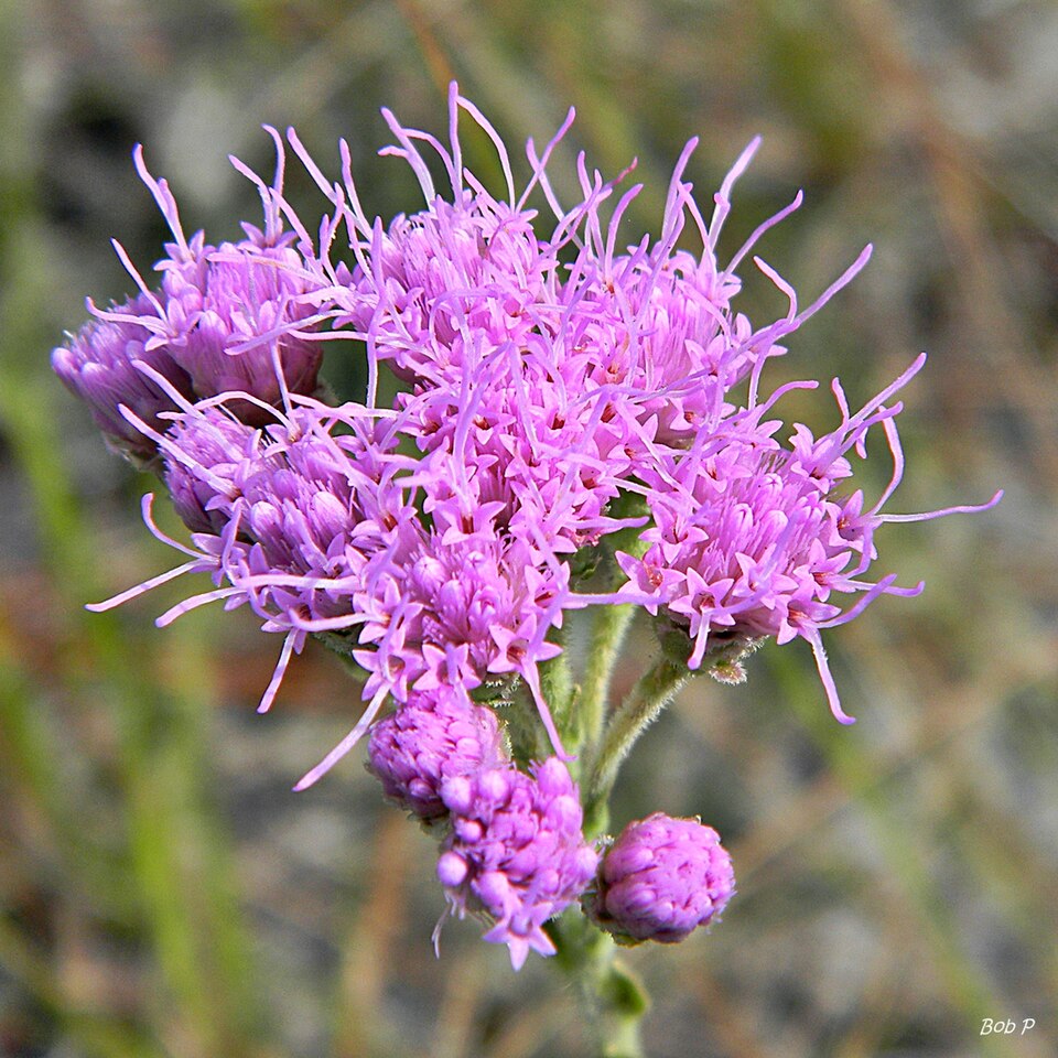 Carphephorus corymbosus (coastalplain chaffhead)