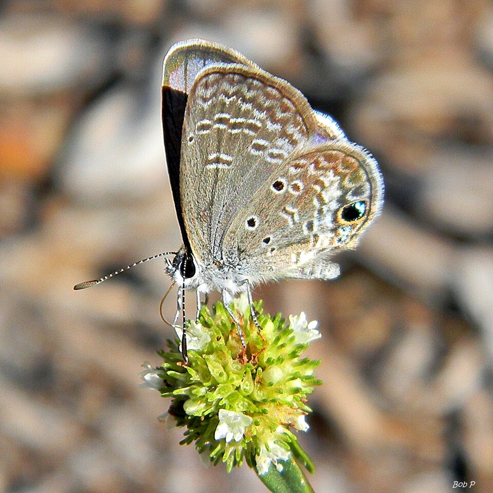 Spermacoce verticillata (shrubby false buttonweed) (alternate view 2)