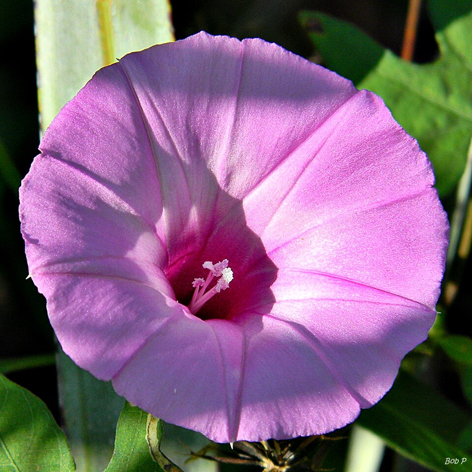 Ipomoea cordatotriloba (Tievine)