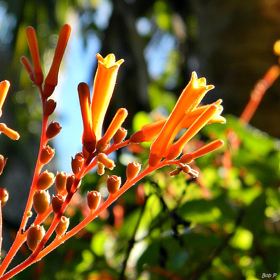 Hamelia patens (Firebush) (alternate view 8)