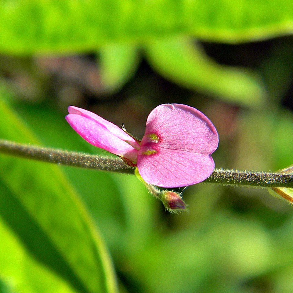 Desmodium incanum (creeping beggarweed) (alternate view 7)