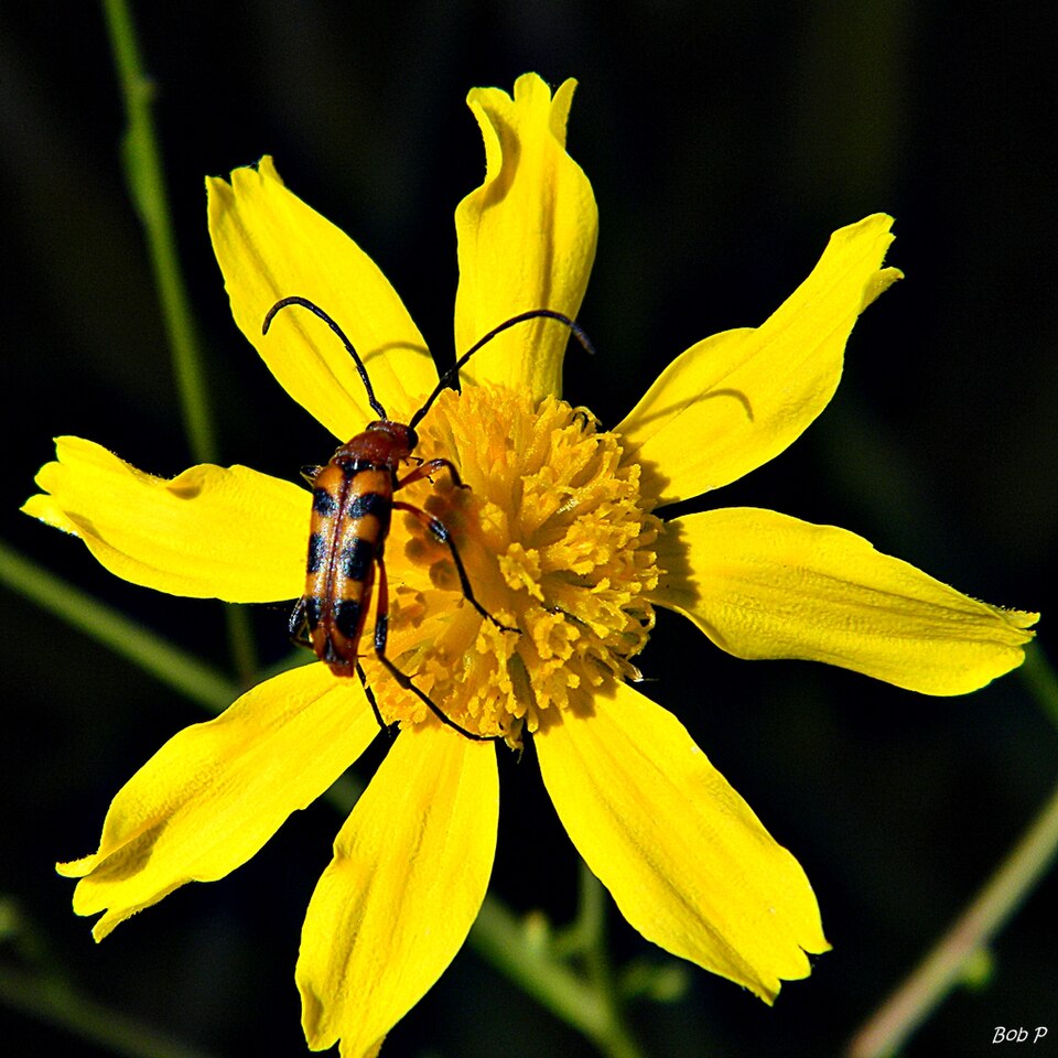 Balduina angustifolia (coastal plain honeycombhead) (alternate view 9)