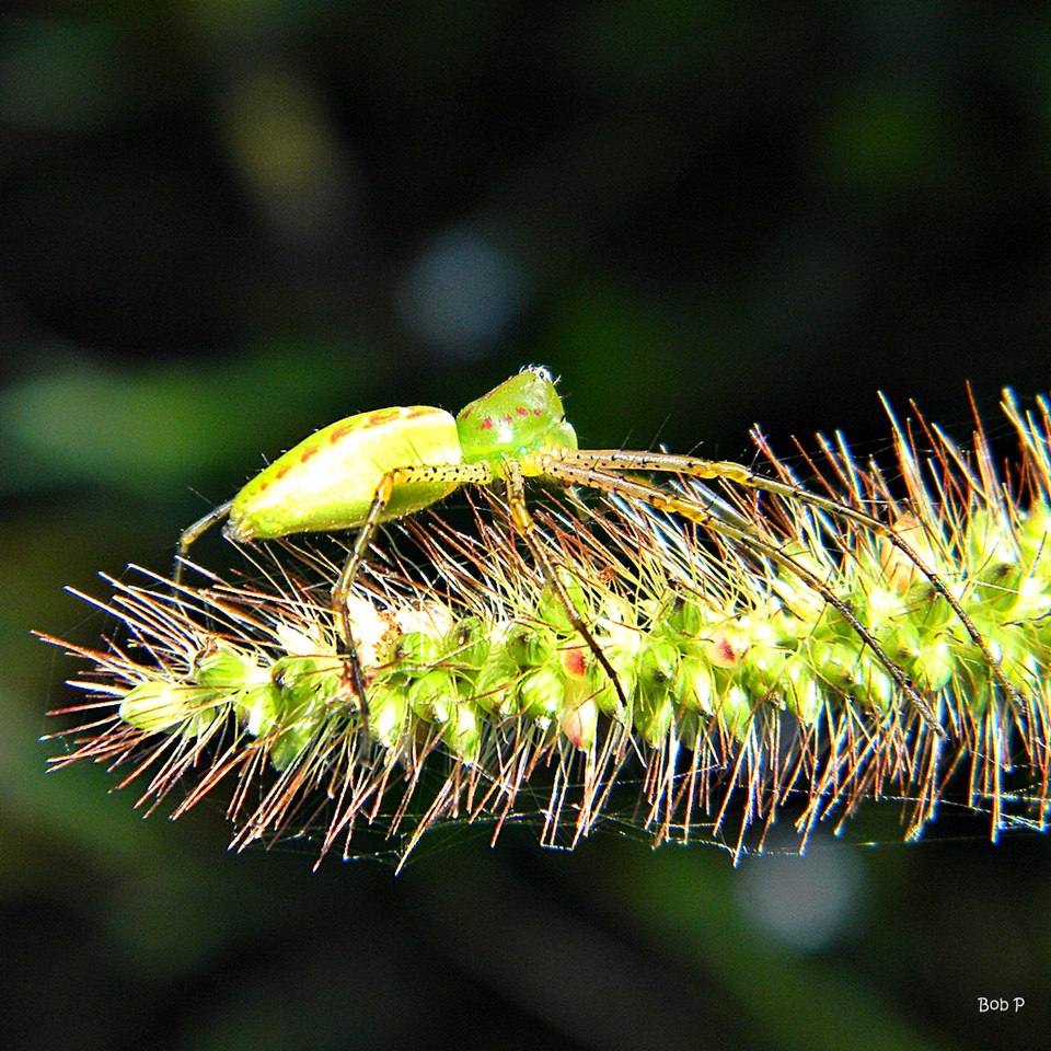 Setaria parviflora (knotroot bristlegrass) (alternate view 5)