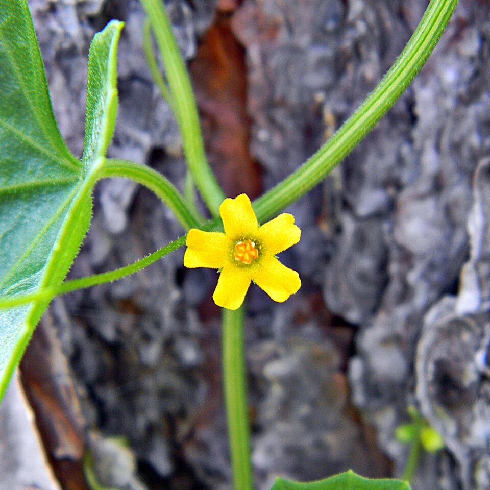 Melothria pendula (creeping cucumber) (alternate view 8)