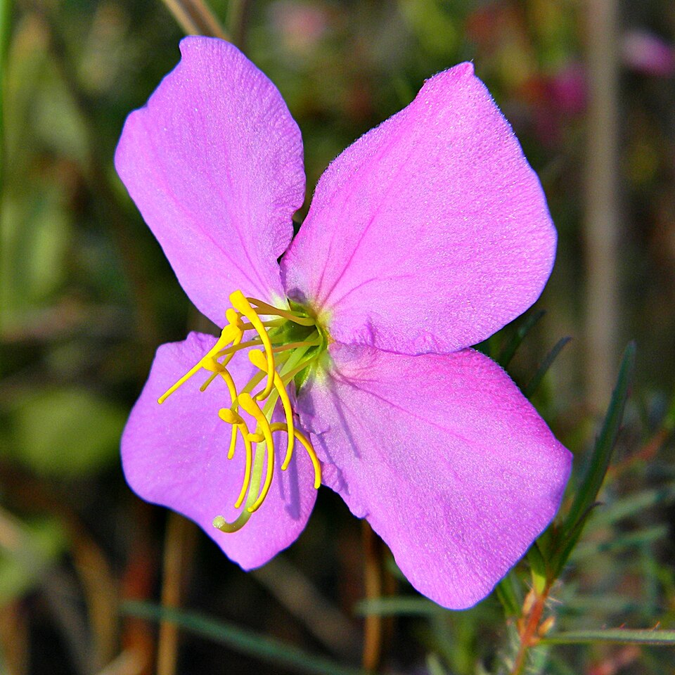 Rhexia mariana (Maryland meadowbeauty) (alternate view 8)