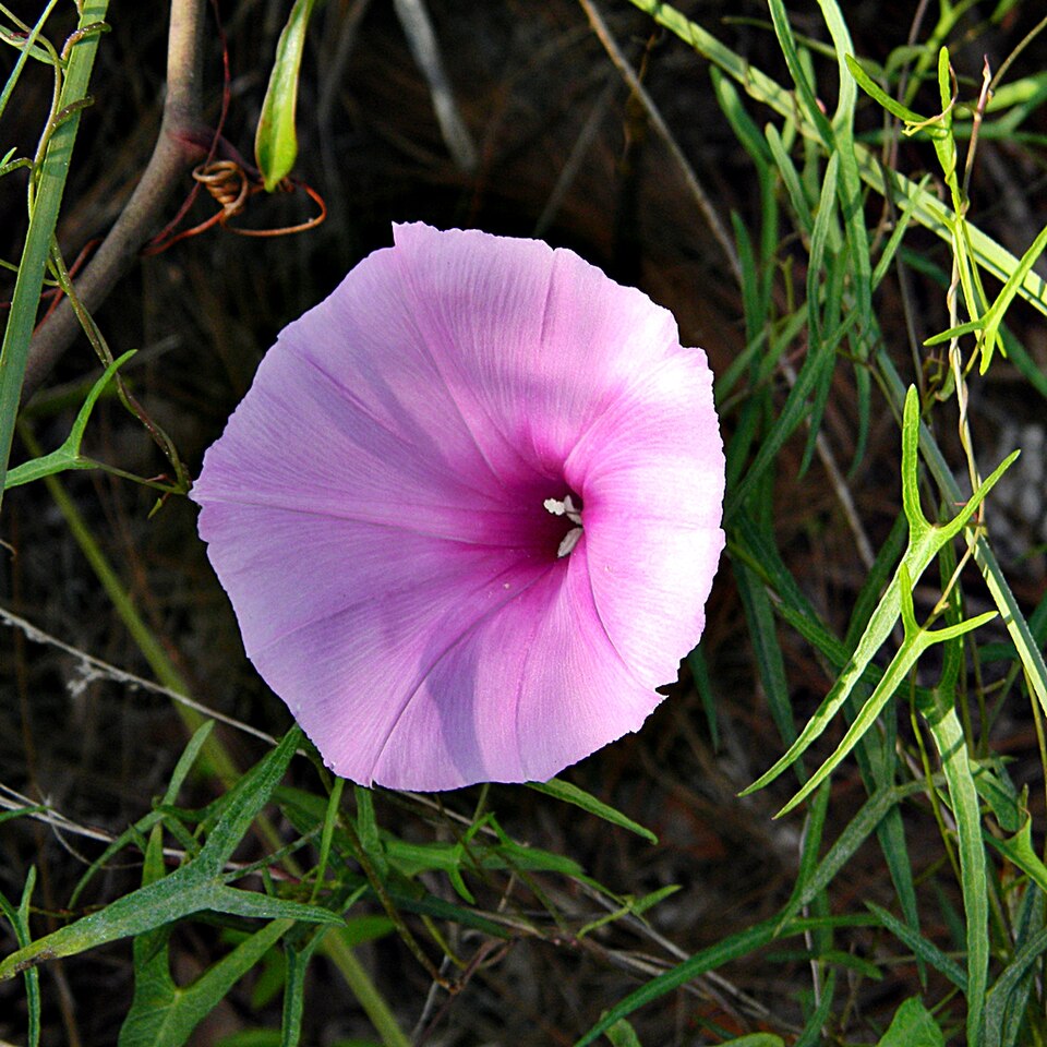 Ipomoea sagittata (Saltmarsh Morning-glory) (alternate view 6)