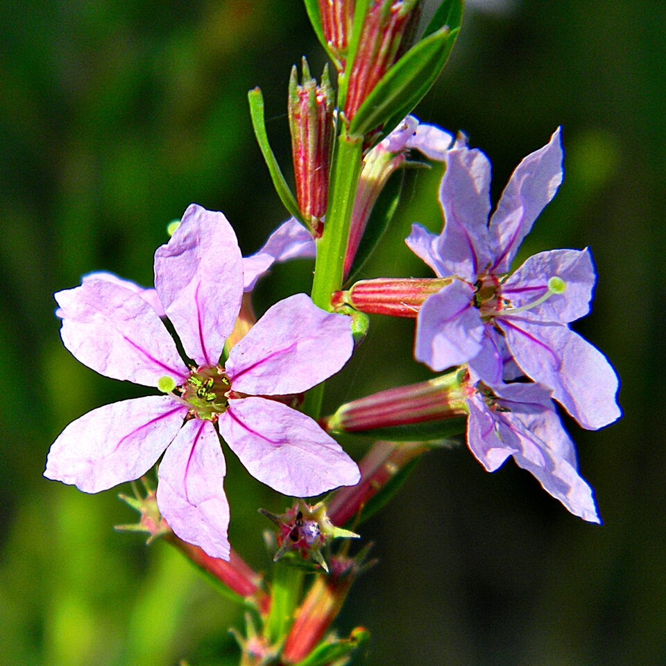 Lythrum alatum (Winged Loosestrife) (alternate view 7)