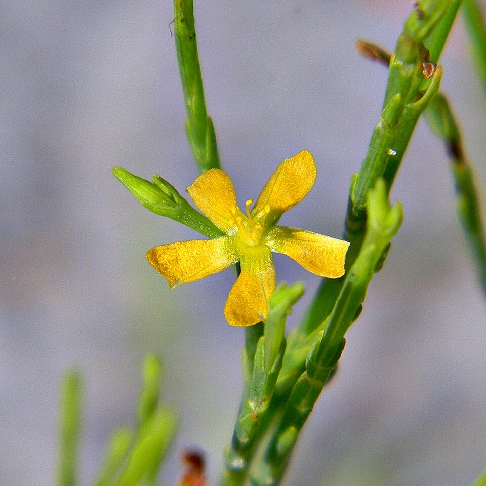 Hypericum gentianoides (pineweed) (alternate view 4)