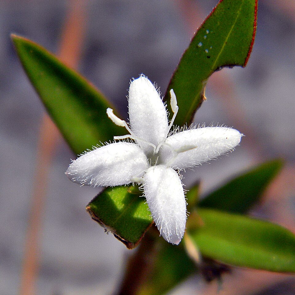 Diodia virginiana (buttonweed) (alternate view 8)