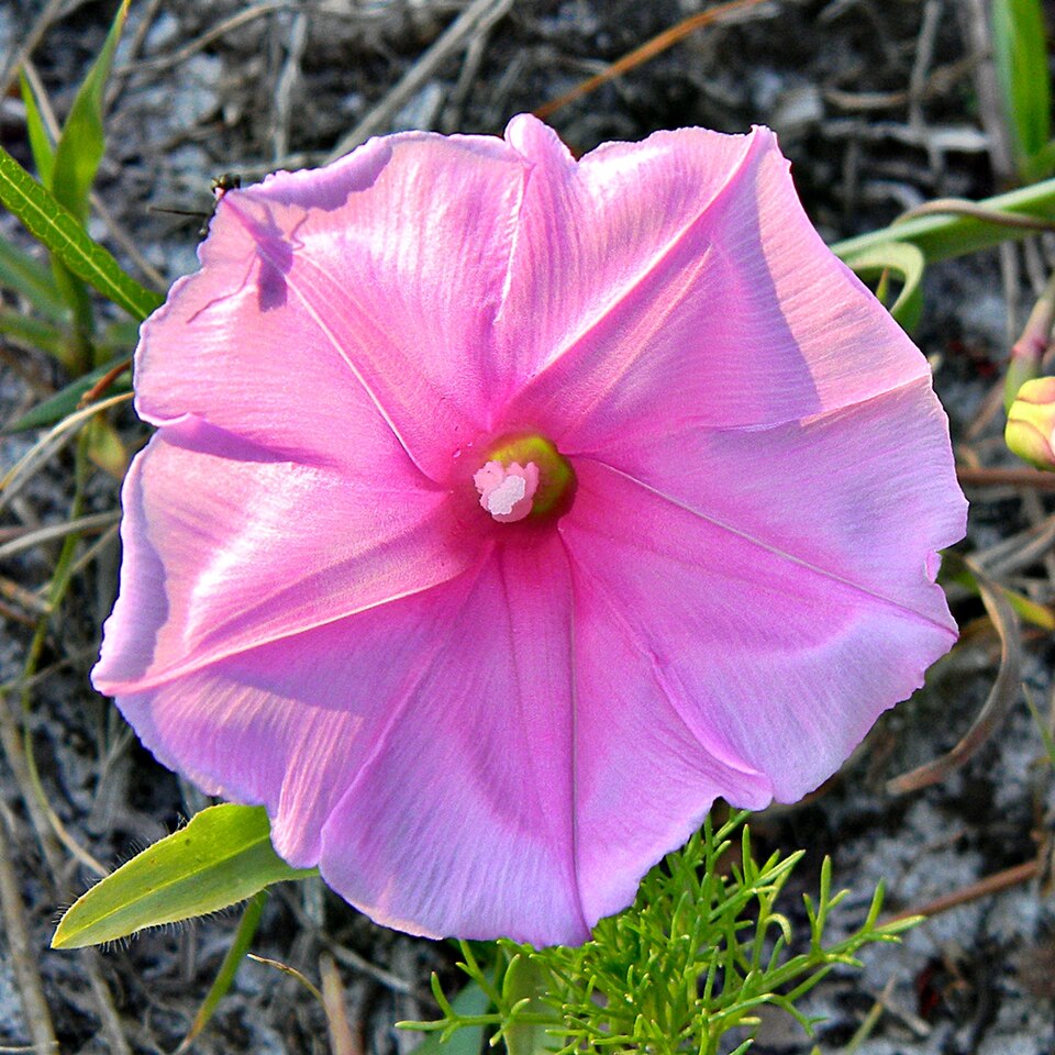 Ipomoea sagittata (Saltmarsh Morning-glory) (alternate view 7)