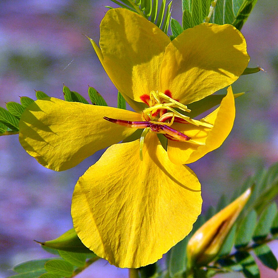 Chamaecrista fasciculata (partridge pea)