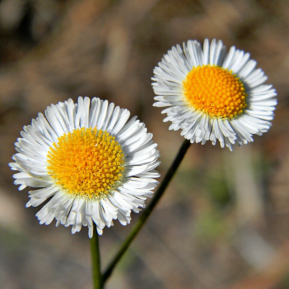 Erigeron quercifolius (oakleaf fleabane)