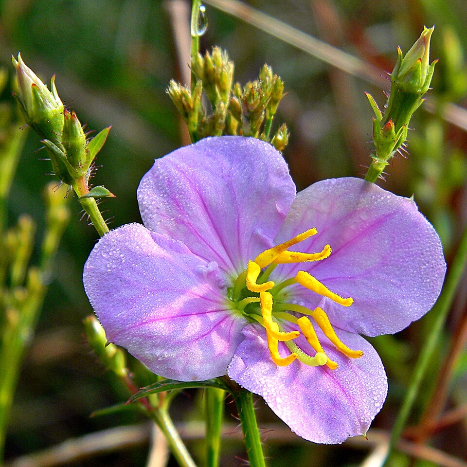 Rhexia mariana (Maryland meadowbeauty) (alternate view 9)