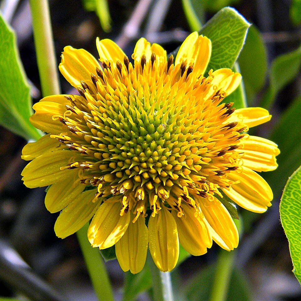 Borrichia frutescens (sea ox-eye) (alternate view 9)