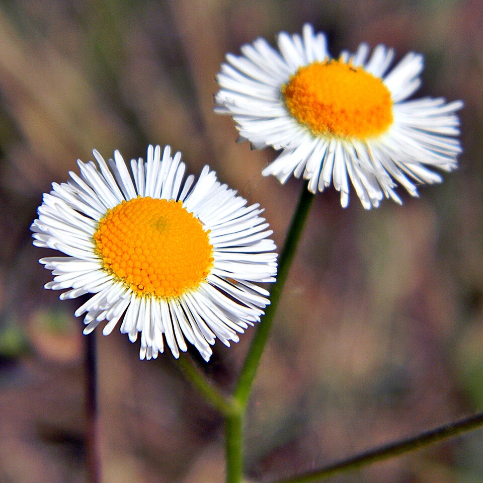 Erigeron quercifolius (oakleaf fleabane) (alternate view 2)