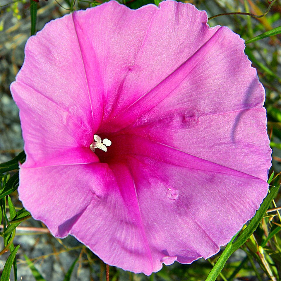 Ipomoea sagittata (Saltmarsh Morning-glory) (alternate view 8)