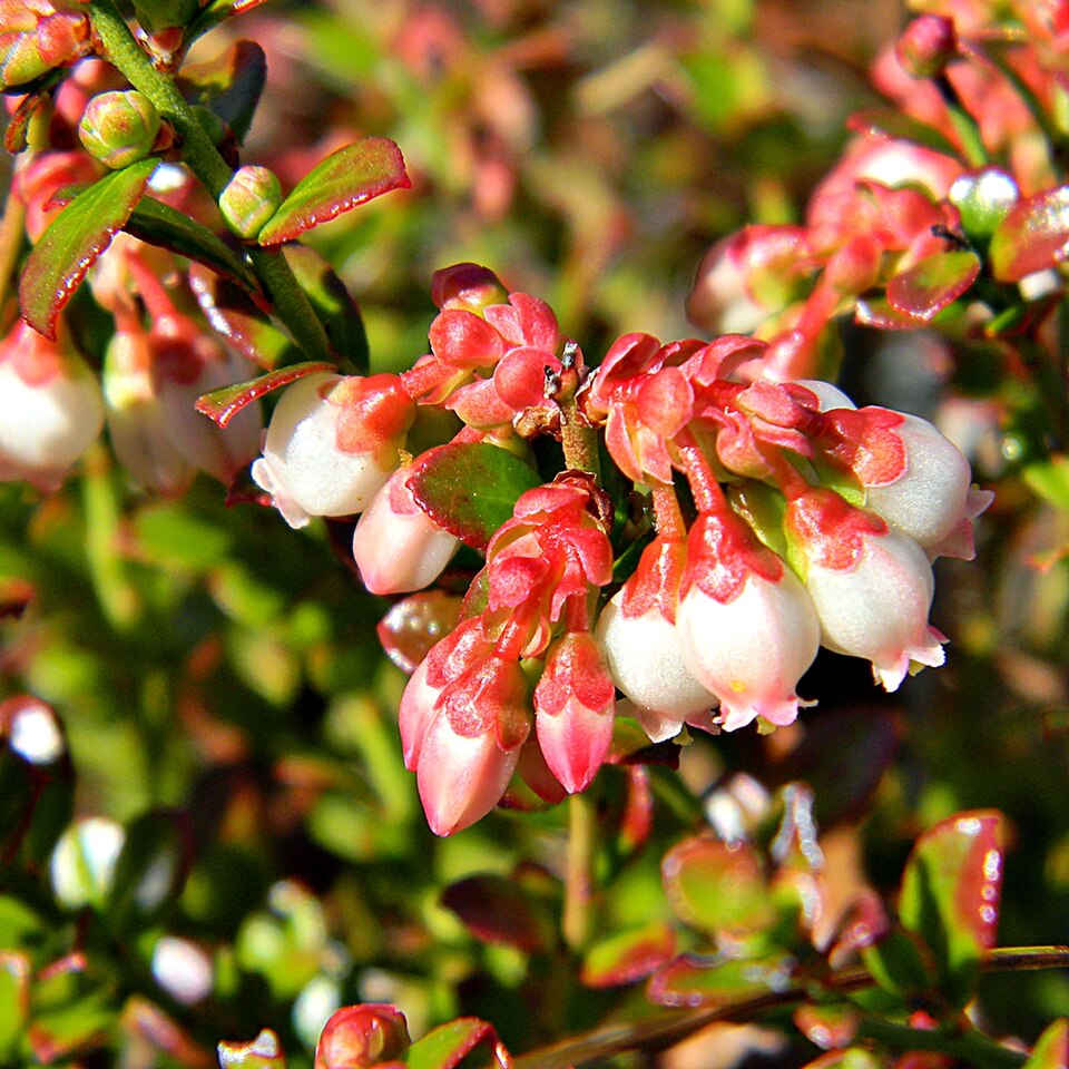 Vaccinium myrsinites (Shiny blueberry) (alternate view 10)