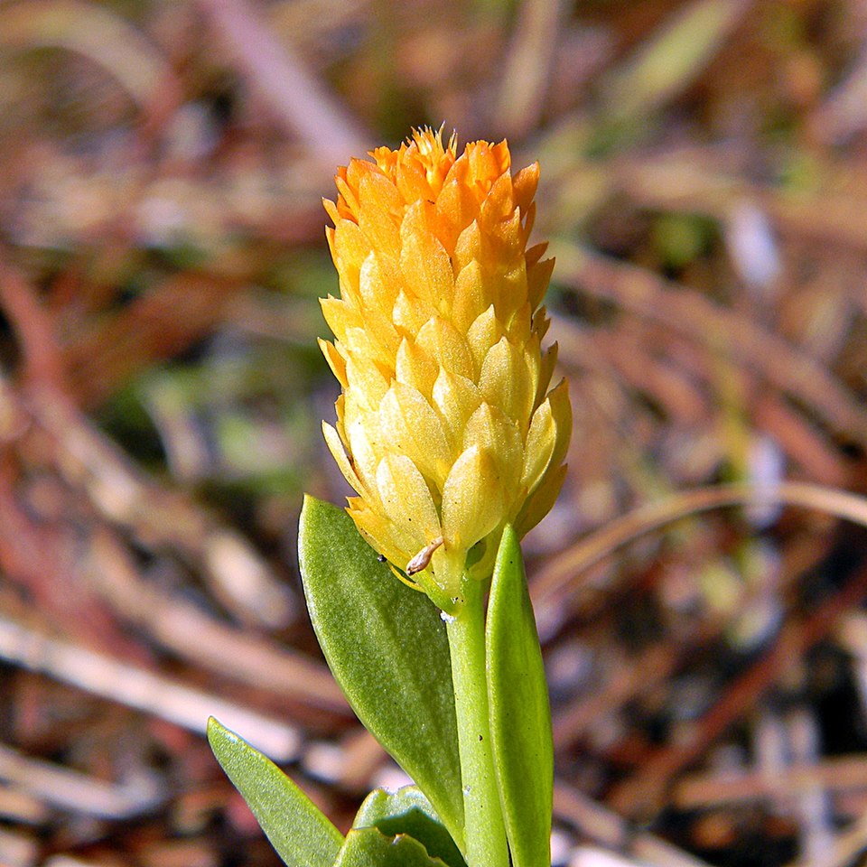 Senega lutea (orange milkwort) (alternate view 6)