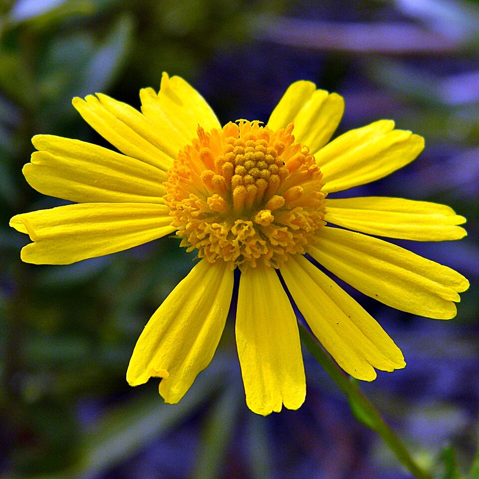 Balduina angustifolia (coastal plain honeycombhead) (alternate view 10)