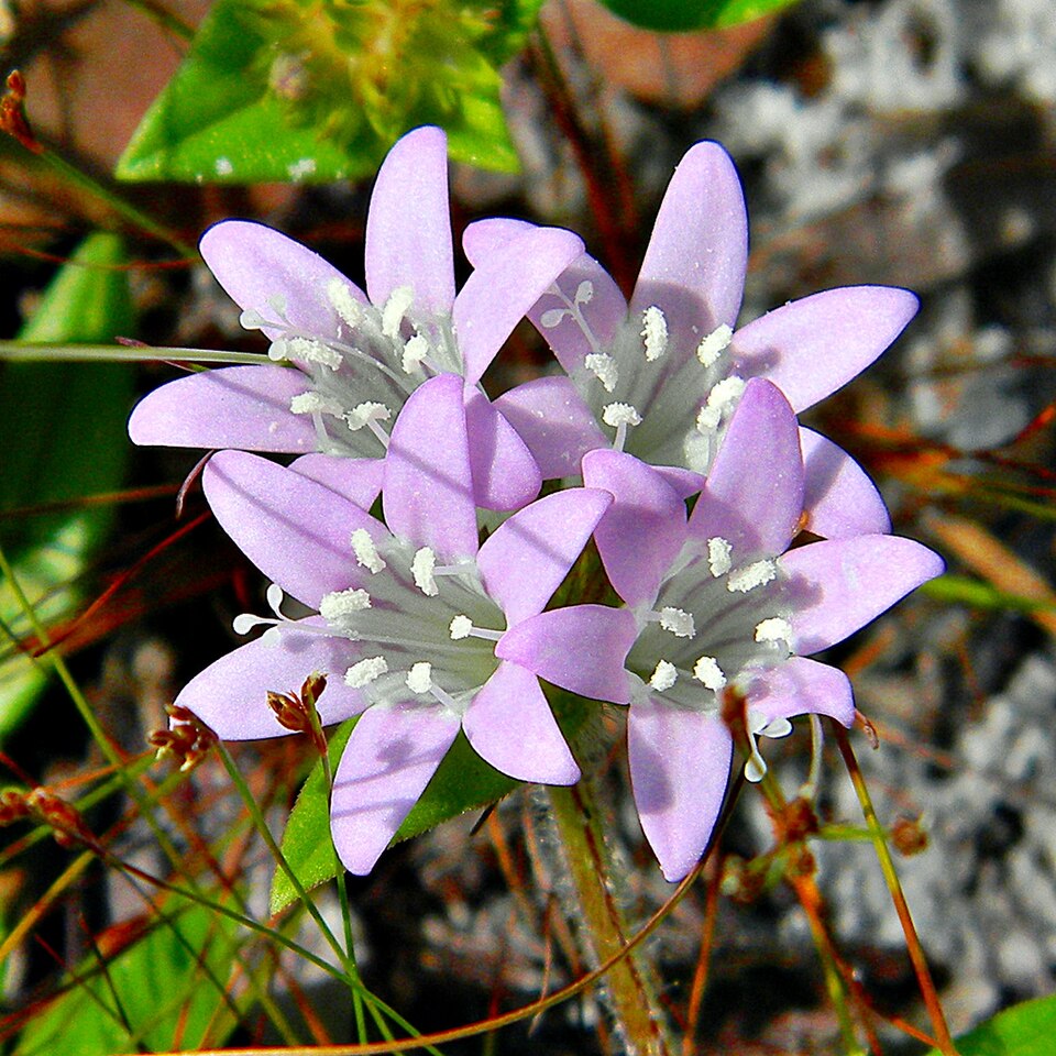 Richardia grandiflora (largeflower Mexican clover) (alternate view 9)