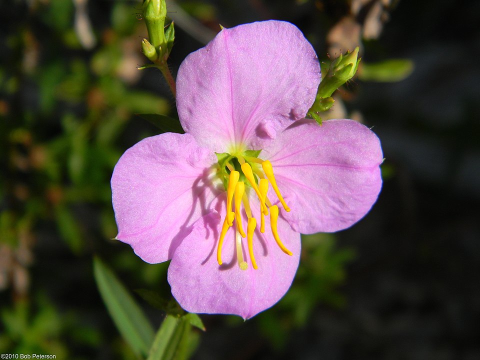 Rhexia mariana (Maryland meadowbeauty) (alternate view 10)